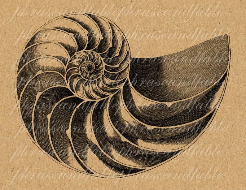 Nautilus B 074 Spiral Shell Iron On Digital Download Transfer T Shirt Sea Life Chambered Nautilus Marine Seashell Underwater Chamber image 1