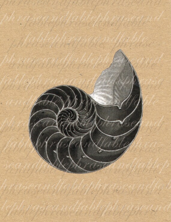 Nautilus Shell 051 Iron On Digital Download Transfer T Shirt Etsy