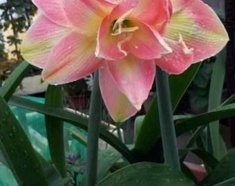 Könnte beinhalten: Eine gefüllte Amaryllisblüte mit geschichteten Blütenblättern in zartem Rosa und Cremegelb. Die Blume zeigt einen markanten zentralen Staubfaden und zarte Wassertropfen auf ihrer Oberfläche, getragen von langen, schlanken grünen Stielen.
