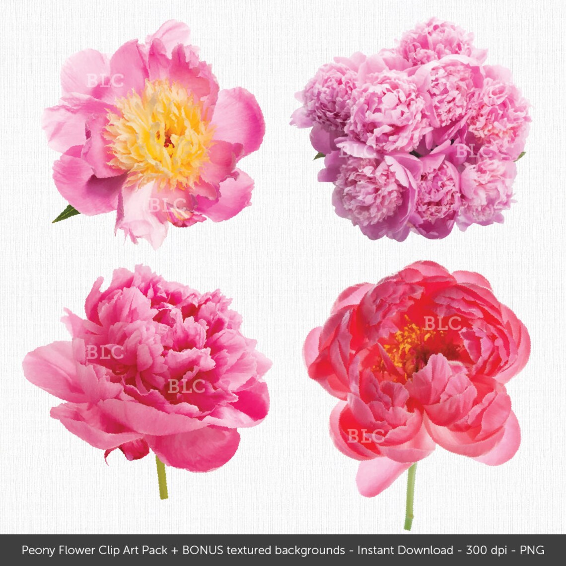 Realistic Peonies Clip Art Plus Bonus Textured Backgrounds Peony