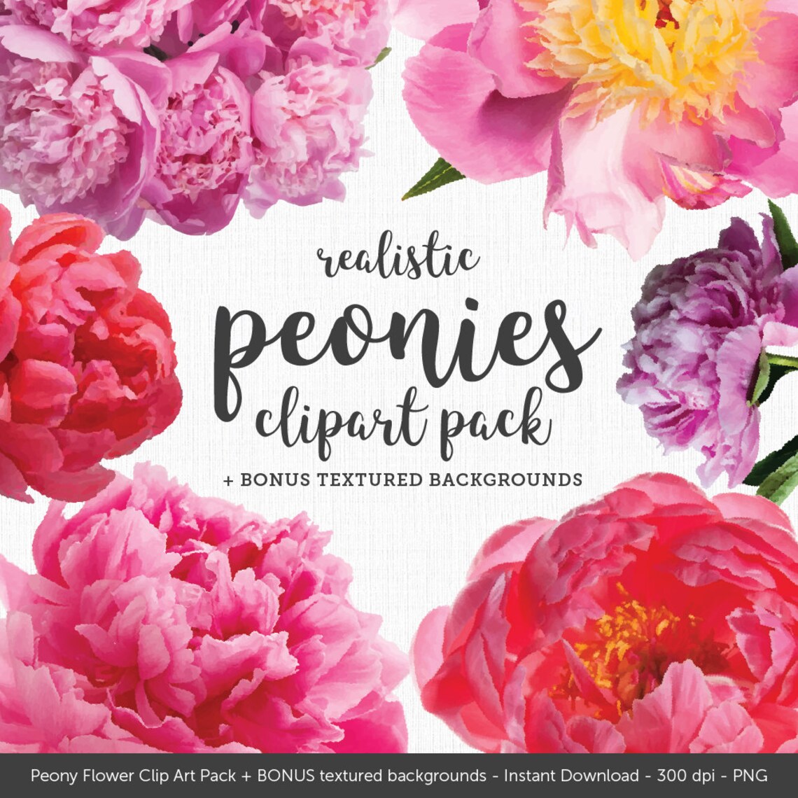 Realistic Peonies Clip Art Plus Bonus Textured Backgrounds Peony