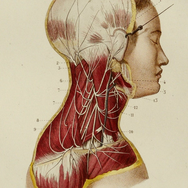 1879 Antique anatomie humaine impression. Tête humaine. belle gravure de 135 ans.