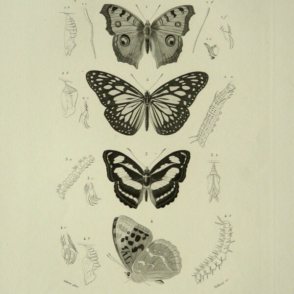 1849 Antique gorgeous print of  BUTTERFLIES (Vanessa almana, Danais juventa, Limenitis jadera, Argynnis pandora). 164 years old print.