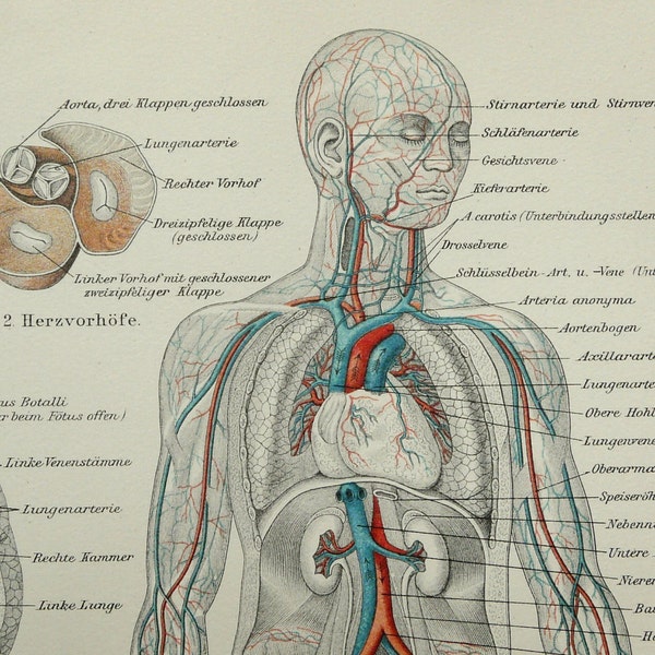 1897 print antique de l'anatomie humaine. Caractères anatomiques, les vaisseaux sanguins. Organes. impression de 117 ans.