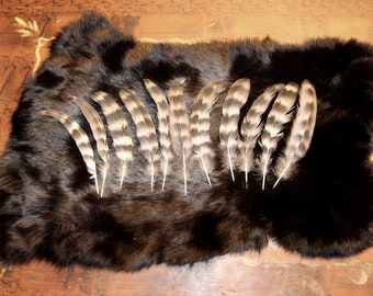 11 Natural feathers Chicken feathers Dominant Barred hen feathers Cruelty free