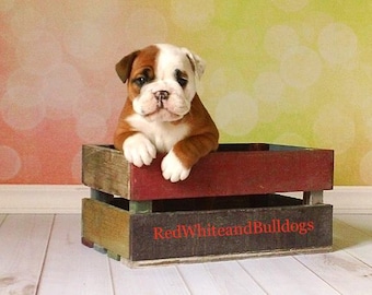 Summe Bokeh - Vinyl Photography Backdrop Prop