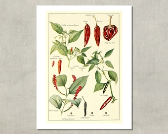 chili peppers art etsy