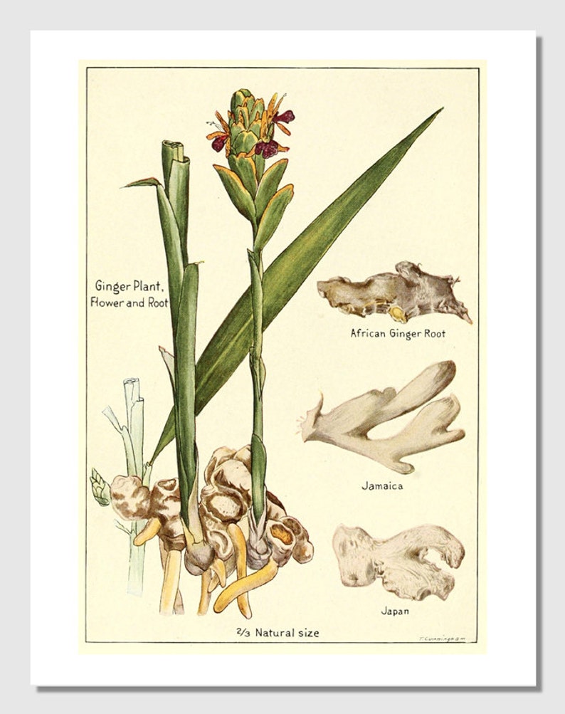 Image result for ginger root plant