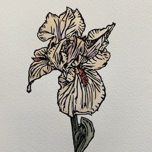 Stampa xilografica Iris - colorata a mano, edizione limitata