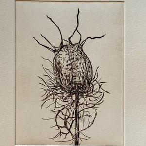 Nigella Seed Pod Intaglio art print, hand-engraved, limited edition