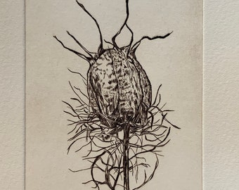 Nigella Seed Pod Intaglio art print, hand-engraved, limited edition