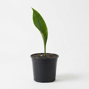 May include: A single, upright, lance-shaped green leaf with subtle vertical veining grows from a black plastic nursery pot filled with dark, granular soil. The plant is centered, showcasing a simple, clean structure and a smooth, matte finish.