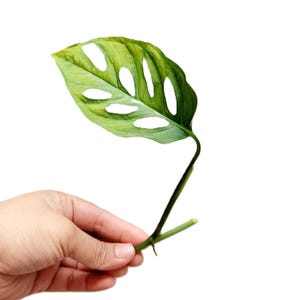 May include: A single green Monstera adansonii leaf featuring characteristic natural fenestrations or holes throughout the blade, attached to a short, slender stem with a small node at the base, isolated against a plain white background.