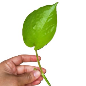 May include: A single heart-shaped leaf with a smooth, glossy surface and a vibrant light green color. The leaf is attached to a slender, matching green stem that tapers to a point at the base, showcasing a simple and natural botanical structure.