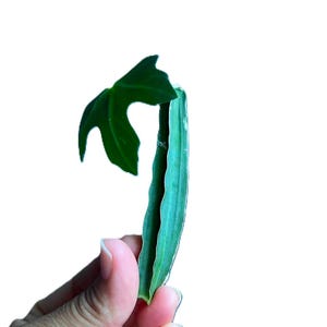 May include: A single green succulent leaf with a long, narrow, and slightly curved shape, featuring a distinct ridge along its center, accompanied by a separate, smaller, dark green, three-lobed leaf positioned near the top of the succulent.