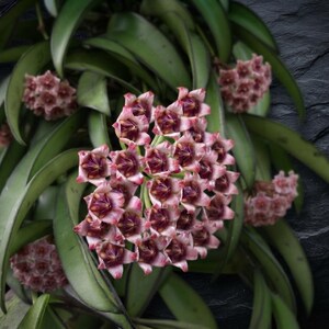 May include: A Hoya plant featuring clusters of star-shaped flowers with pink and deep maroon petals. The plant has long, pointed, dark green leaves that surround the multiple blooming flower heads, creating a dense and layered botanical display.