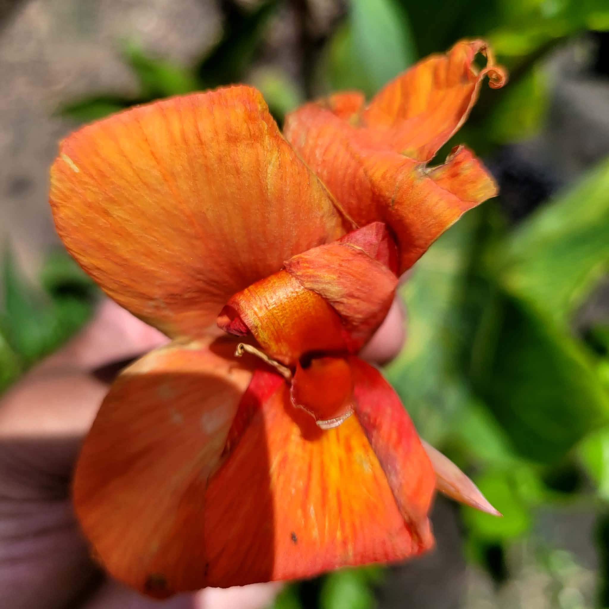 Canna Lily Plant Variegated - Etsy