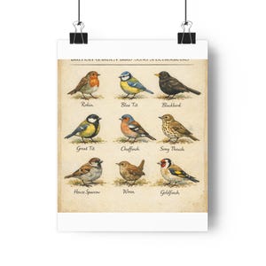British Garden Bird Song Frequency Spectrogram Identification Poster