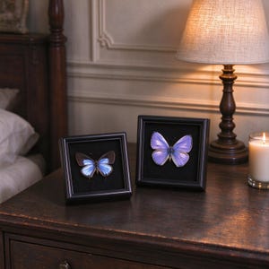 May include: Two square black frames containing preserved butterflies. The left frame displays a butterfly with blue and dark brown wings, while the right frame features a butterfly with iridescent light purple and blue wings against a black background.