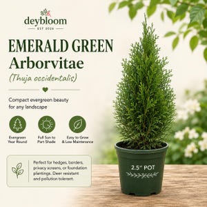 May include: An Emerald Green Arborvitae plant in a dark green 2.5 inch pot. The text reads: deybloom EST 2026, EMERALD GREEN Arborvitae (Thuja occidentalis), Compact evergreen beauty for any landscape, Evergreen Year Round, Full Sun to Part Shade, Easy to Grow & Low Maintenance.