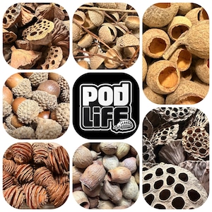 May include: A collage of dried natural botanical elements including lotus seed pods, acorn caps, and pine cones, surrounding a central black square logo with the white text POD LIFE and a small illustration of a pill bug.
