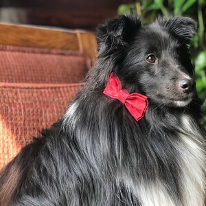 Könnte beinhalten: Ein schwarz-weißer Hund mit einer roten Fliege sitzt auf einem braunen Stuhl. Der Hund hat langes, flauschiges Fell und schaut zur Seite. Die Fliege hat eine rote Farbe mit einem dezenten Muster.