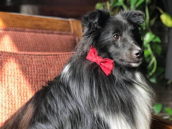 Simply Me Gentlemen Tail Wagger Swag Dog Bow Tie Red Scallops Upcycled Fabric Dog Neckwear Handmade Limited Edition Etsy Canada