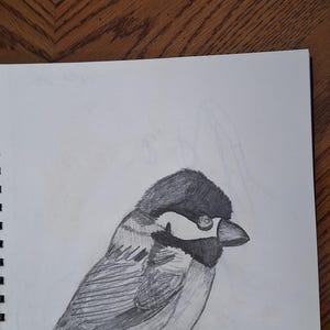 Puede incluir: Un dibujo a lápiz de grafito sobre papel blanco que representa un pájaro pequeño con cabeza oscura, una mancha blanca en la mejilla y garganta oscura. El pájaro está posado sobre una rama gruesa y texturizada de color marrón rojizo.