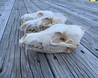 Real coyote skulls