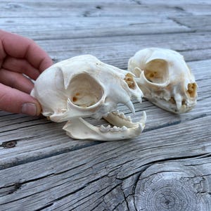 Puede incluir: Dos cráneos de animal de color blanco hueso con dientes y cuencas oculares visibles. Un cráneo está situado en primer plano con la mandíbula inferior unida, mientras que el segundo está colocado ligeramente detrás, mostrando la estructura craneal.
