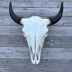 Puede incluir: Un cráneo animal de color blanco blanqueado que presenta dos cuernos grandes y curvados de color marrón oscuro a negro. El cráneo muestra una textura ósea suave con contornos naturales y una cavidad nasal central, de frente y simétrico.