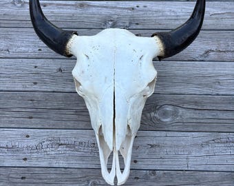 Real Bison skull