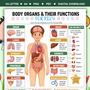 Body Organs & Their Functions for Kids | Human Anatomy Learning Chart | Homeschool Classroom Science Poster | Educational Wall Art Print PDF
