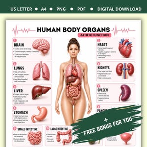 Human Body Organs & Their Functions | Anatomy Chart for Students Nursing | Biology Classroom Science Poster | Educational Wall Art Print PDF