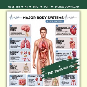 Op de afbeelding: Een digitale educatieve poster getiteld MAJOR BODY SYSTEMS & THEIR FUNCTIONS met een centrale menselijke figuur met interne organen. Het bevat twaalf genummerde secties die systemen beschrijven zoals het zenuwstelsel, cardiovasculaire en spijsverteringsstelsel.
