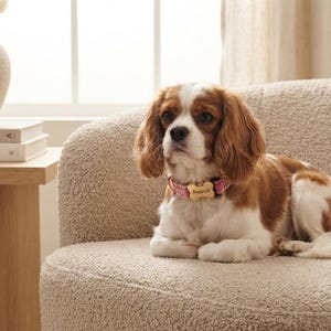 Peut inclure: Un épagneul Cavalier King Charles au pelage blanc et marron portant un collier en tissu à carreaux roses. Une plaque d'identification en métal doré en forme d'os avec le nom Peanut gravé sur la face avant est fixée au collier.