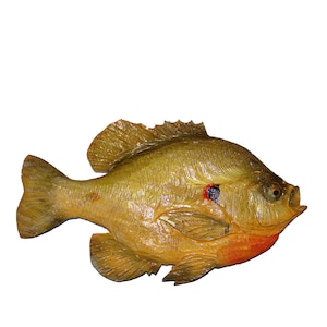 Carved Shellcracker Chainsaw Carving Bluegill 14 Bream Fish Fishing Crappie Pumpkinseed Wall Art Home Decor Brad Martin signed original art