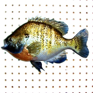 May include: A colorful fish with a speckled pattern, featuring shades of gold, blue, and orange. The fish is set against a white background with evenly spaced holes, creating a textured appearance. The fish's fins and tail are a vibrant blue.