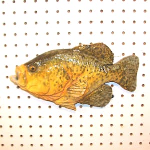 May include: A preserved yellow and brown fish with dark spots, mounted on a white pegboard.