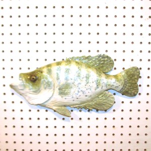 May include: A realistic-looking, green and white, mounted fish replica. The fish has a detailed, textured surface and is mounted on a white pegboard.