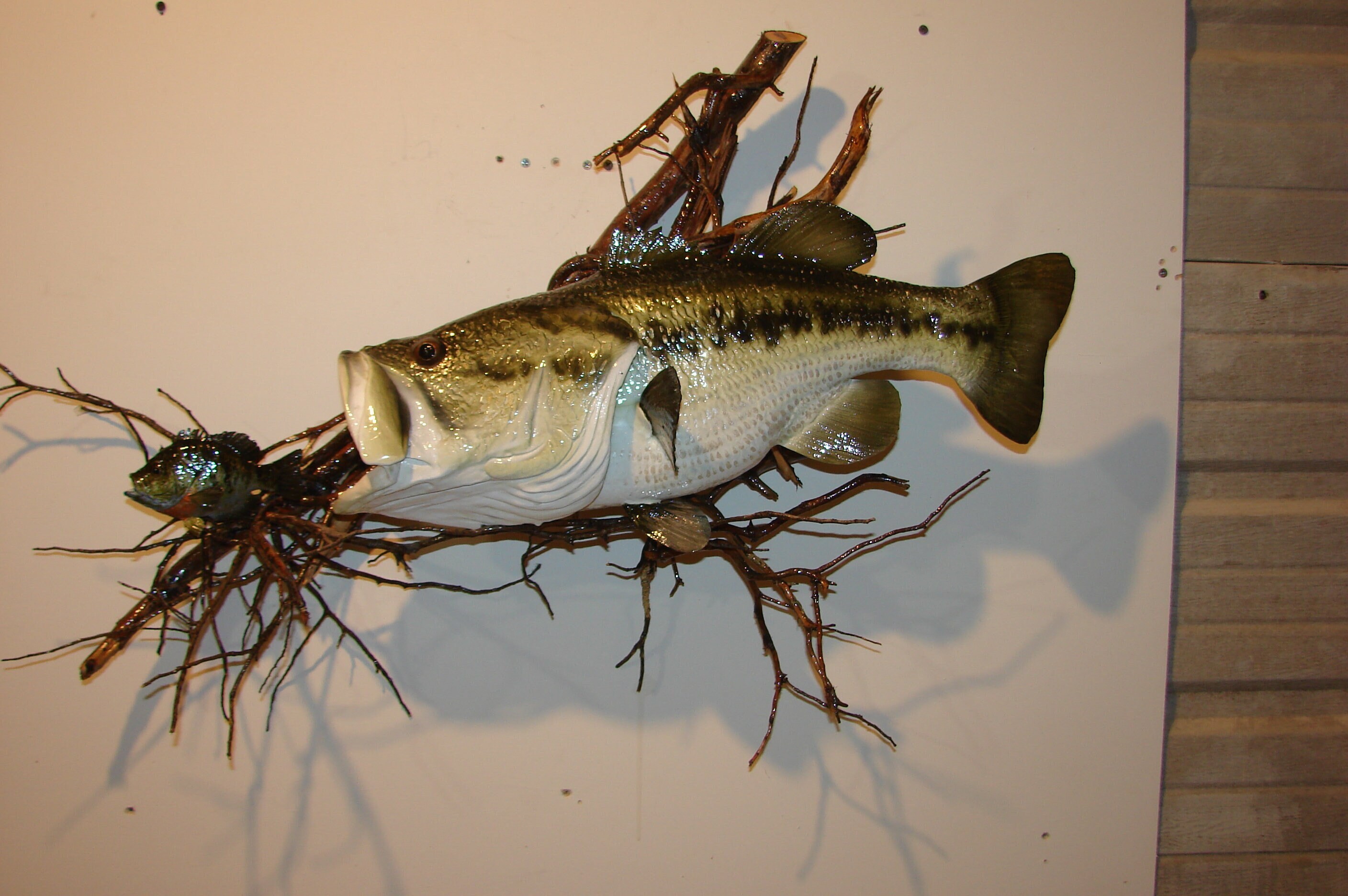 bass taxidermy with lure Hand Sculpted Largemouth Bass Bluegill Bream Taxidermy Replica Trout Mahi  Catfish Shrimp Cabin Decor Home Fish Fly Original Signed Wall Art