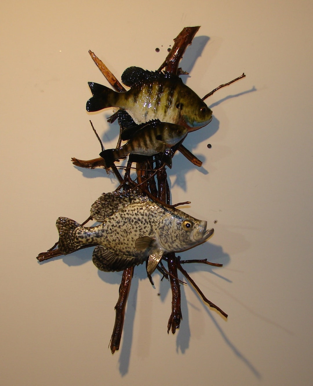 Crappie Bluegill Wall Display Bass Trout Musky River Home Decor Hand