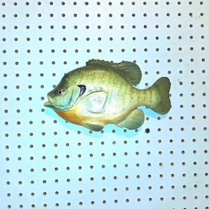 Carved Bluegill 2 Chainsaw Carving Bream Shellcracker Fish Fishing Panfish Pumpkinseed Wall Home Decor Brad Martin signed original art