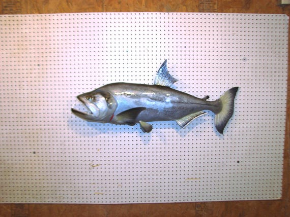 美品　34cmポリプテルス　フィギュア　レプリカ　fish craft REAL 魚の模型制作しています。 fish craft REAL - 34cmポリプテルス