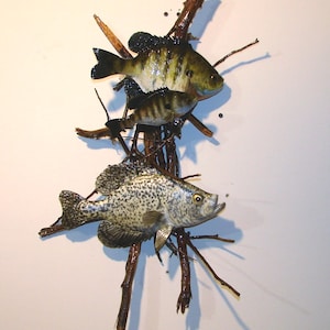 May include: A wall-mounted fish mount featuring two fish, a black crappie and a green sunfish, on a branch-like structure.