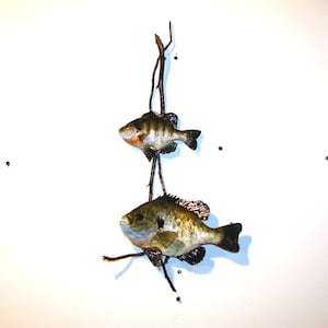 May include: Two preserved fish mounted on a branch, a brown and green fish with a white belly and a smaller brown and green fish with a white belly.