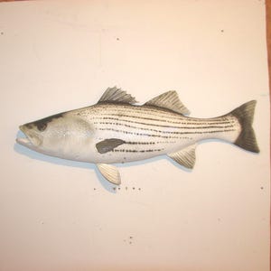 Striped Bass Wall Mount Hand Carved Replica Rockfish Signed Original Beach Home Decor Fish Fishing Marine Palapa Trout Pike Mahi Hunt Beach