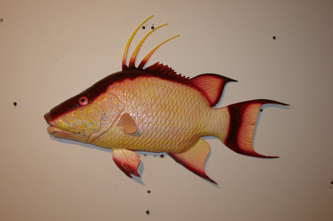 Hogfish Hand Carved Replica Wall Mount Sculpture Taxidermy Trophy Art