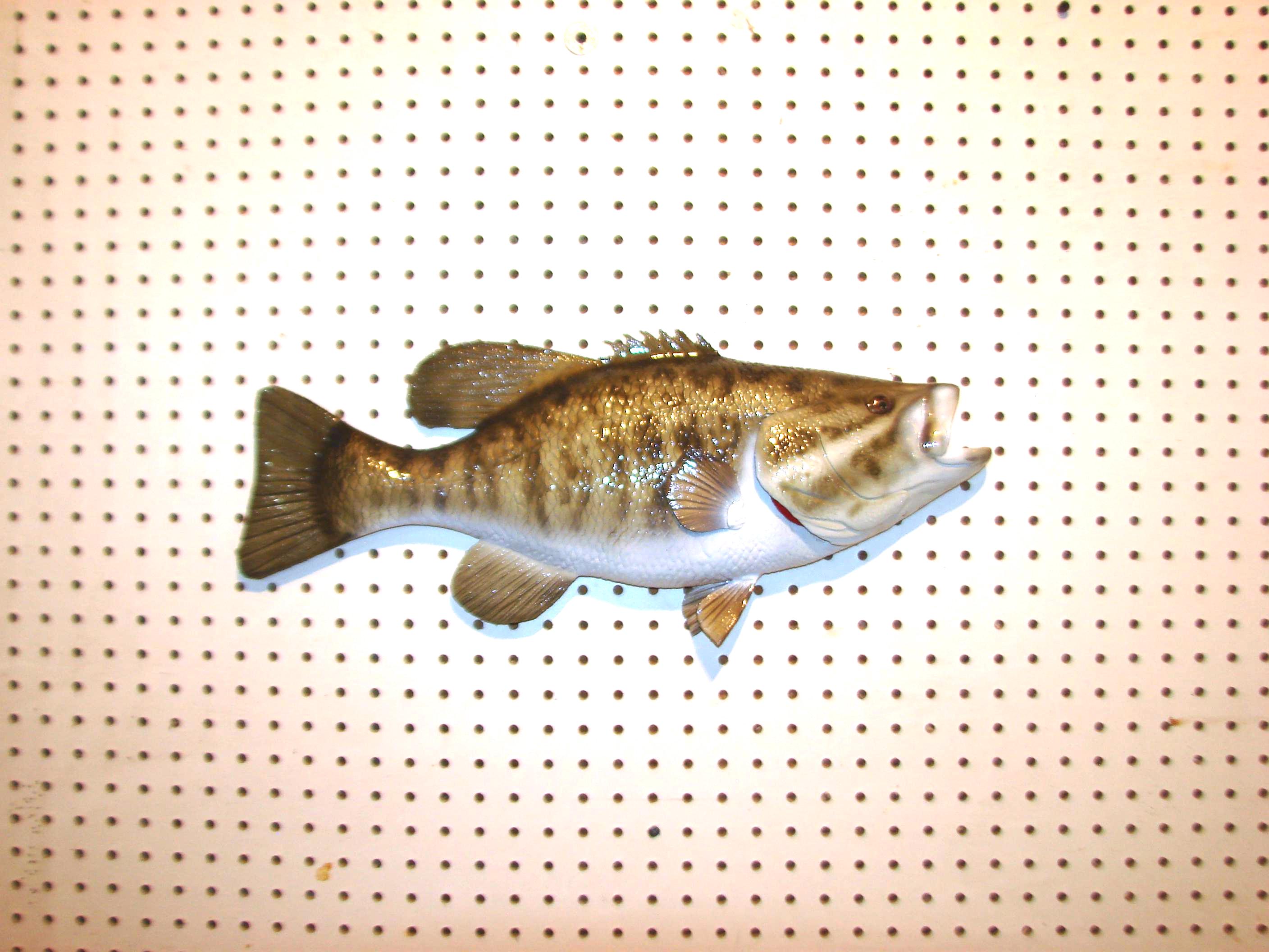 Spotted Bass Average Largemouth Bass Weight Spotted Bass