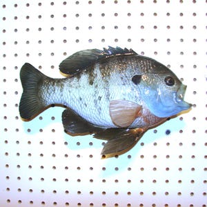 May include: A detailed, three-dimensional fish sculpture with a blue and gray color scheme. The fish has a detailed fin and scale design, with a light blue mouth and gills. The sculpture is mounted on a white pegboard background.
